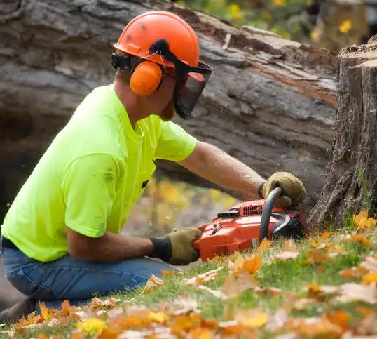 tree services Steep Falls